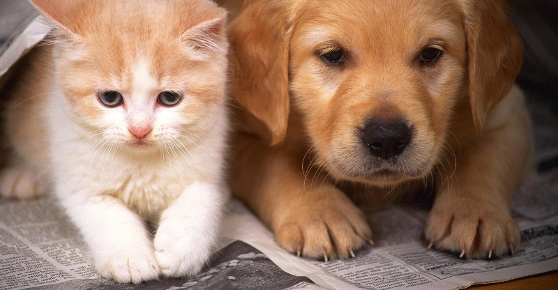 Nhu cầu chăm sóc và yêu thương thú cưng ngày càng cao cho nên phải tận dụng thời cơ để phát triển kinh doanh mặt hàng phụ kiện thú cưng